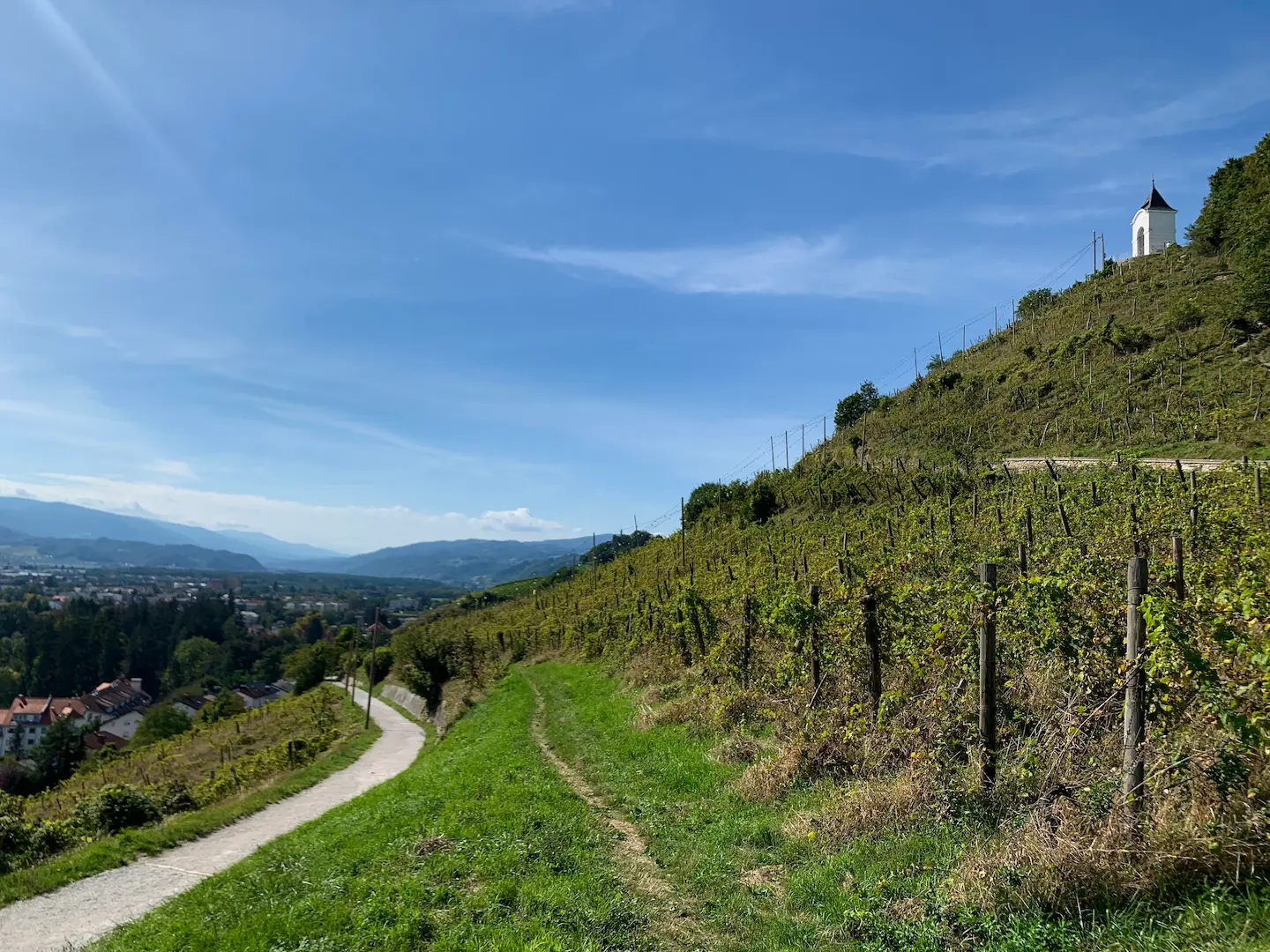 SLOVENIE_MARIBOR_VIGNES