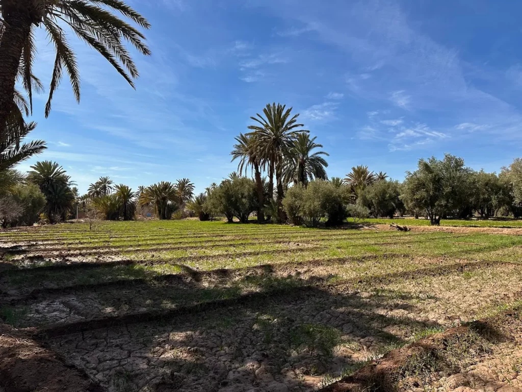 Découvrir l’oasis cachée de Ouarzazate 2 Découvrir l’oasis cachée de Ouarzazate