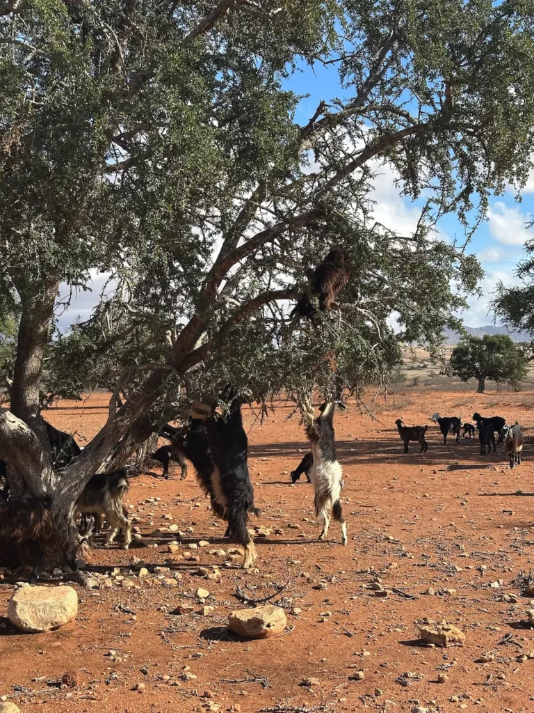 3 jours pour découvrir Essaouira