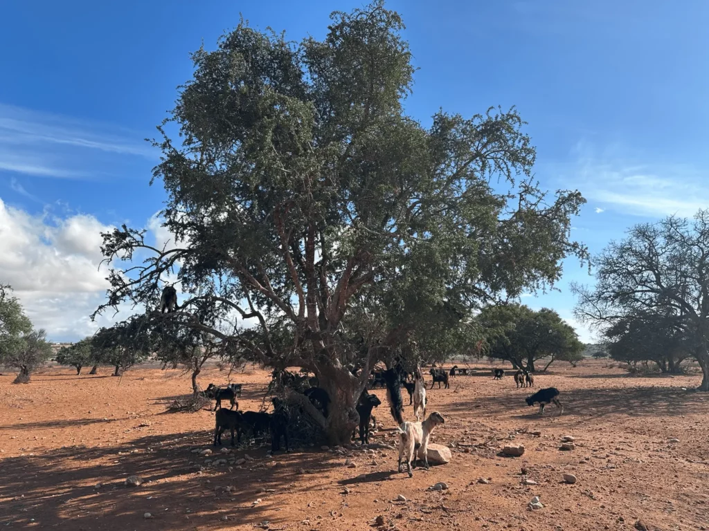 3 jours pour découvrir Essaouira