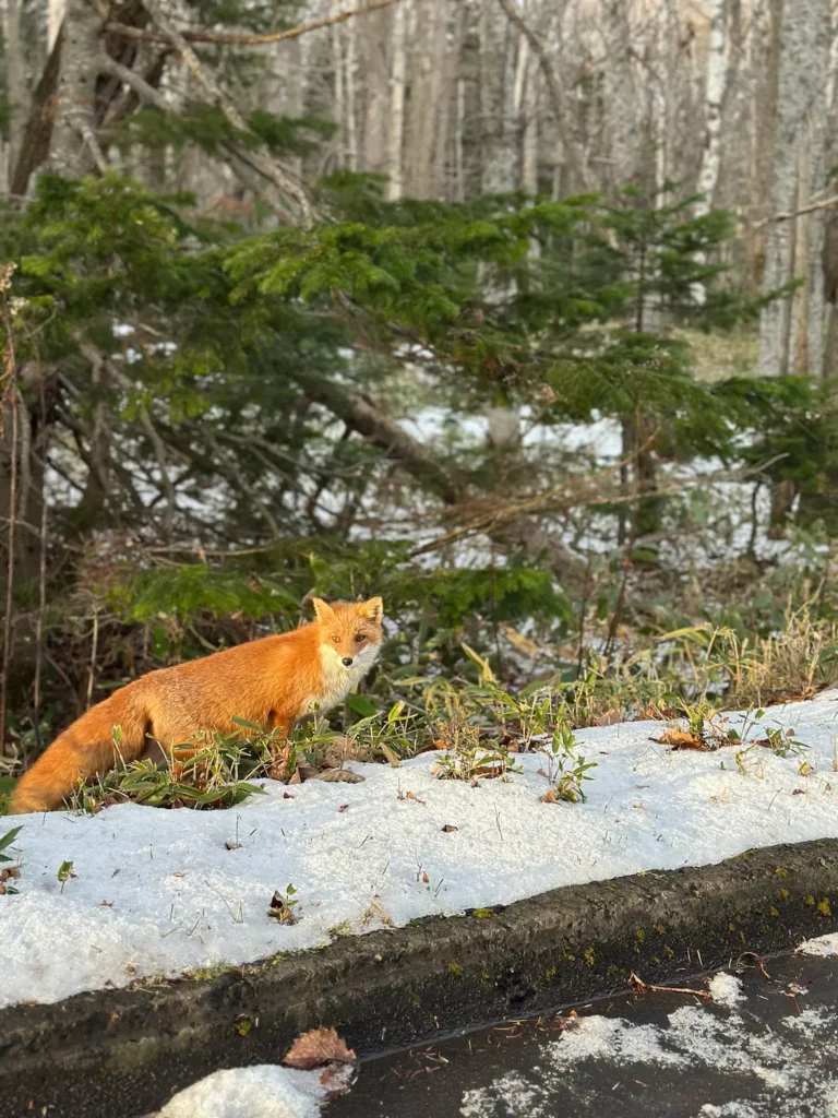 Hokkaido : découverte des parcs Shiretoko & Akan-Mashu