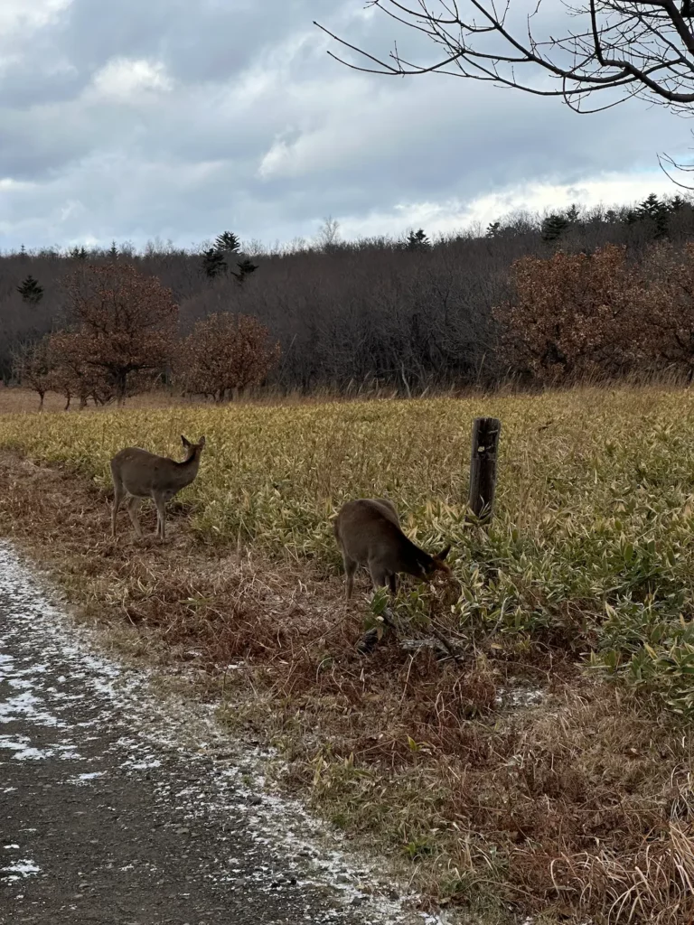 Hokkaido : découverte des parcs Shiretoko & Akan-Mashu