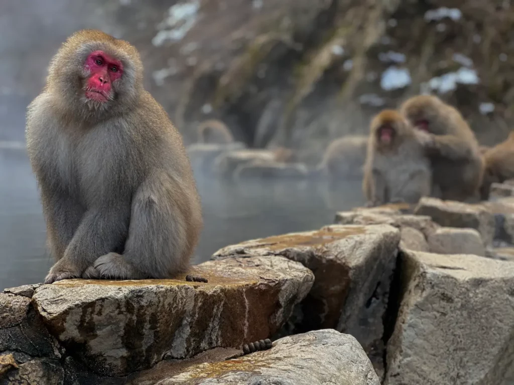 JAPON SNOW MONKEY