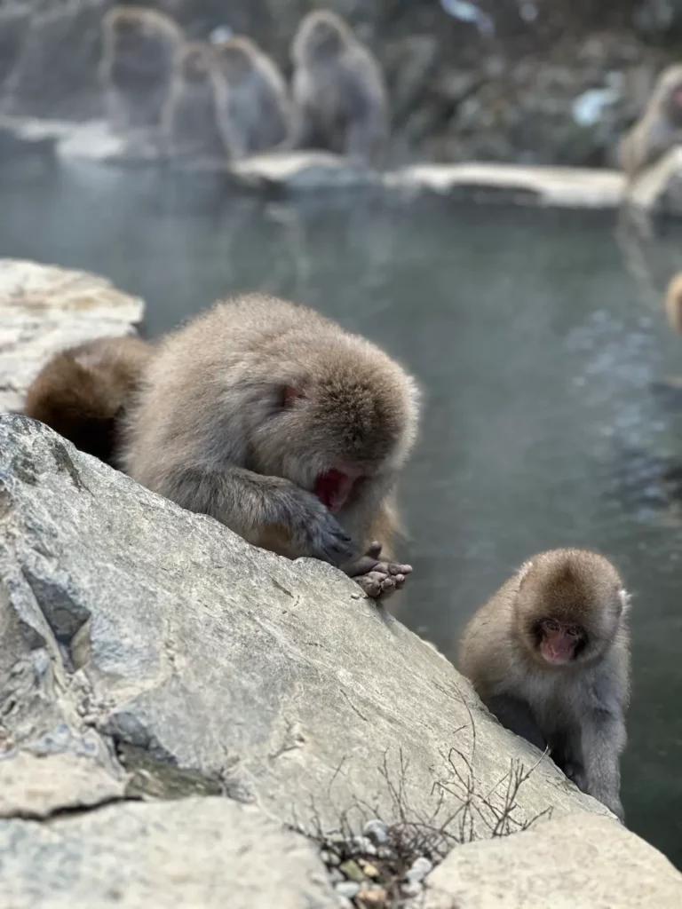 JAPON NAGANO SNOW MONKEY