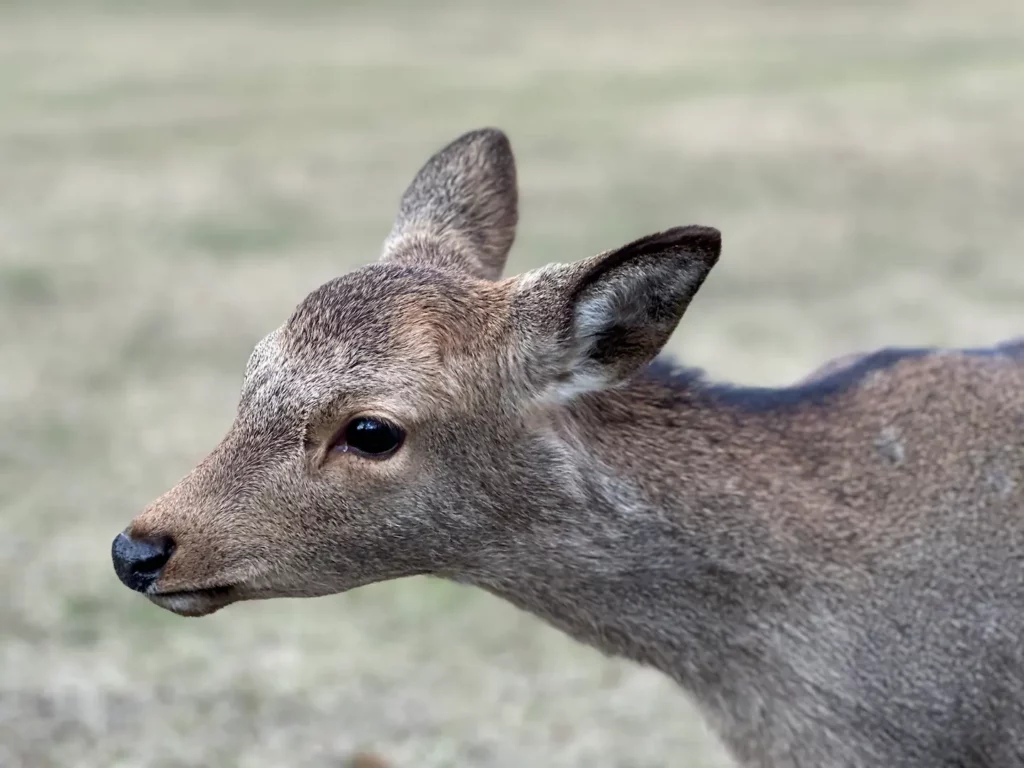 Que faire à Nara en 2 jours : 7 idées originales