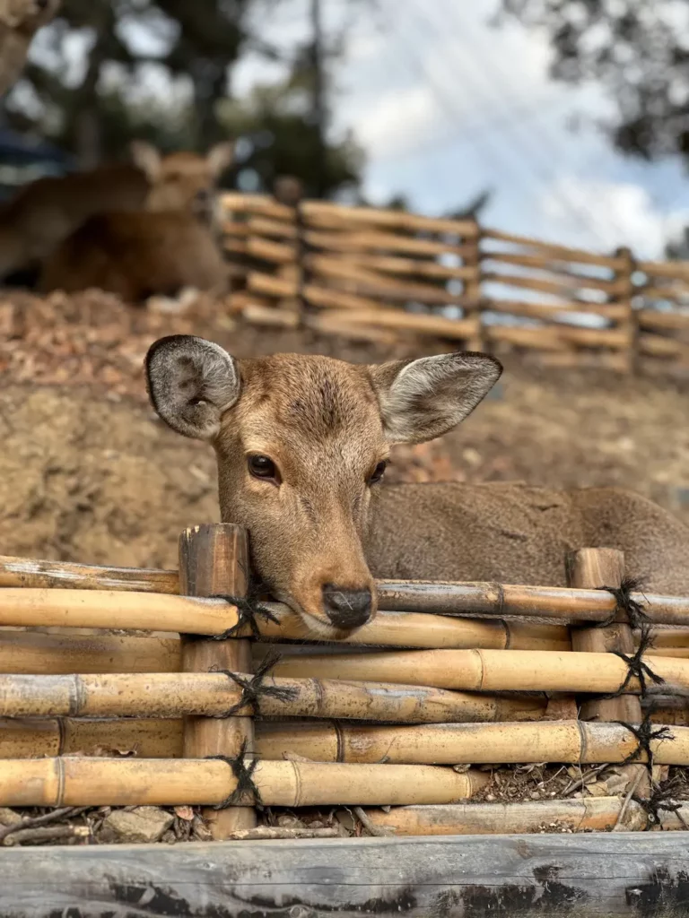 Que faire à Nara en 2 jours : 7 idées originales